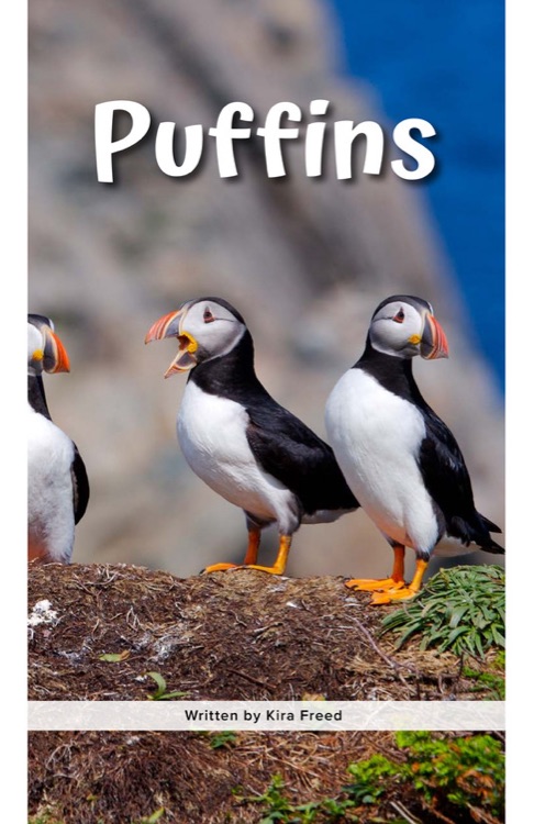 Puffins (RAZ W)