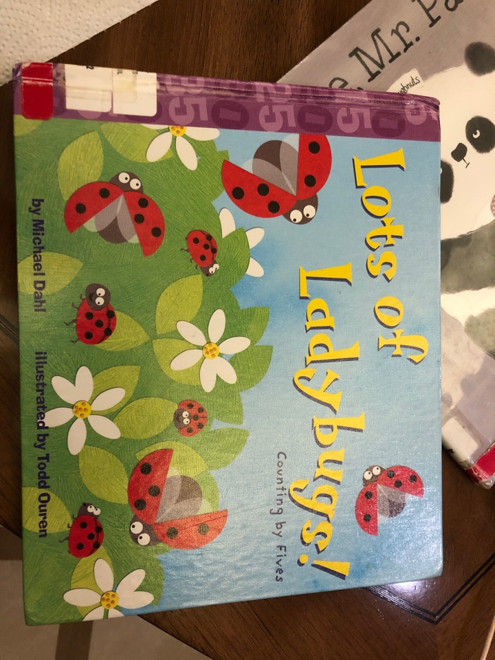 lots of ladybugs