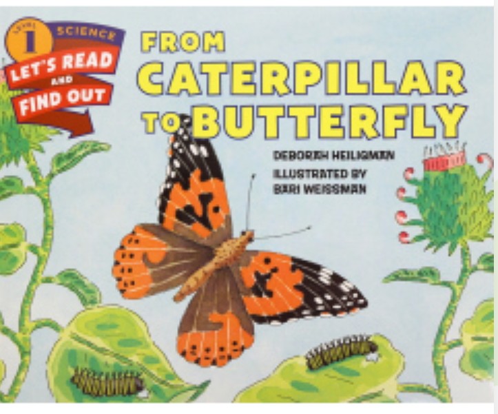 FROM CATERPILLAR TO BUTTERFLY