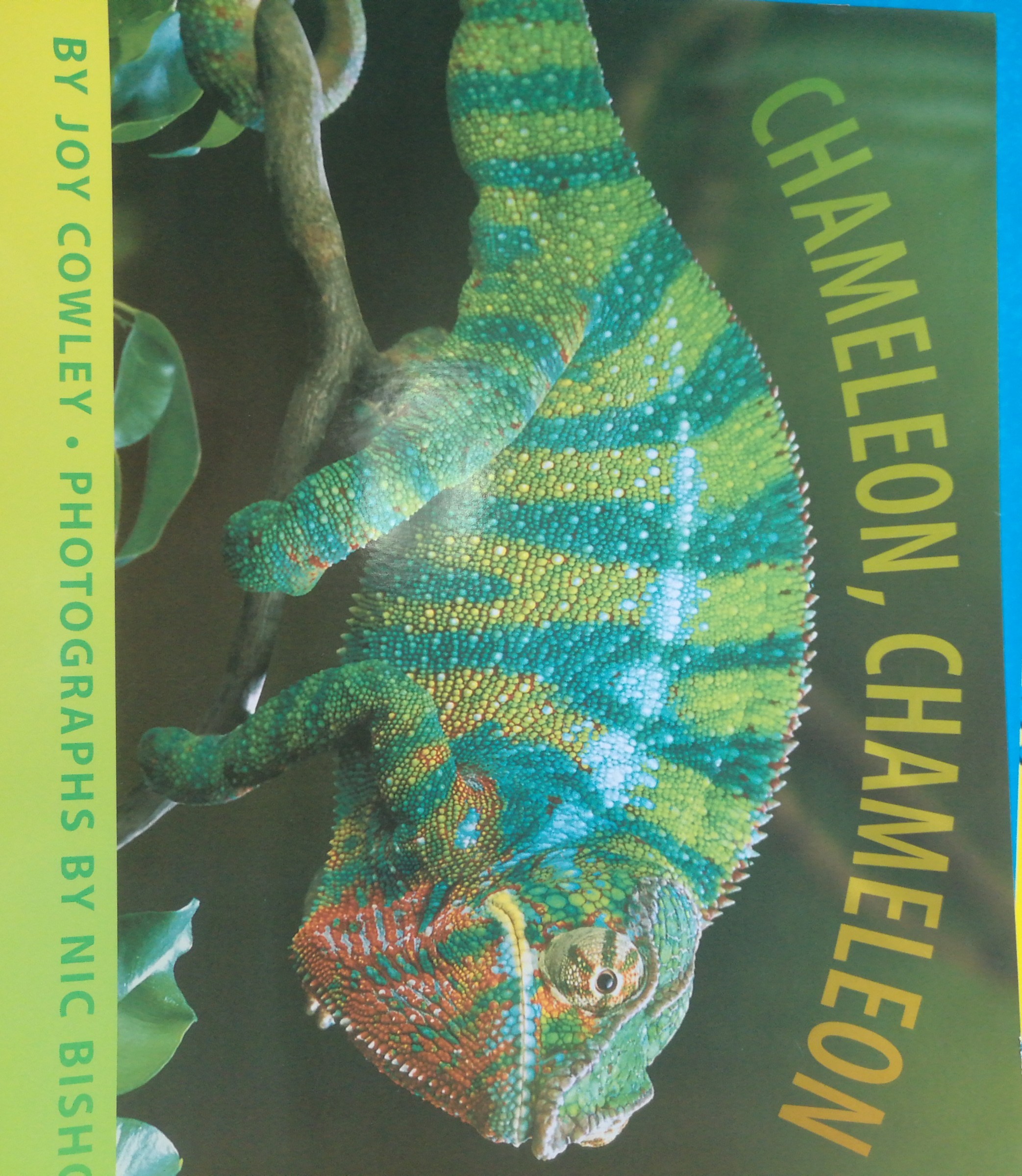 Journeys: Big Book Grade K Chameleon, 