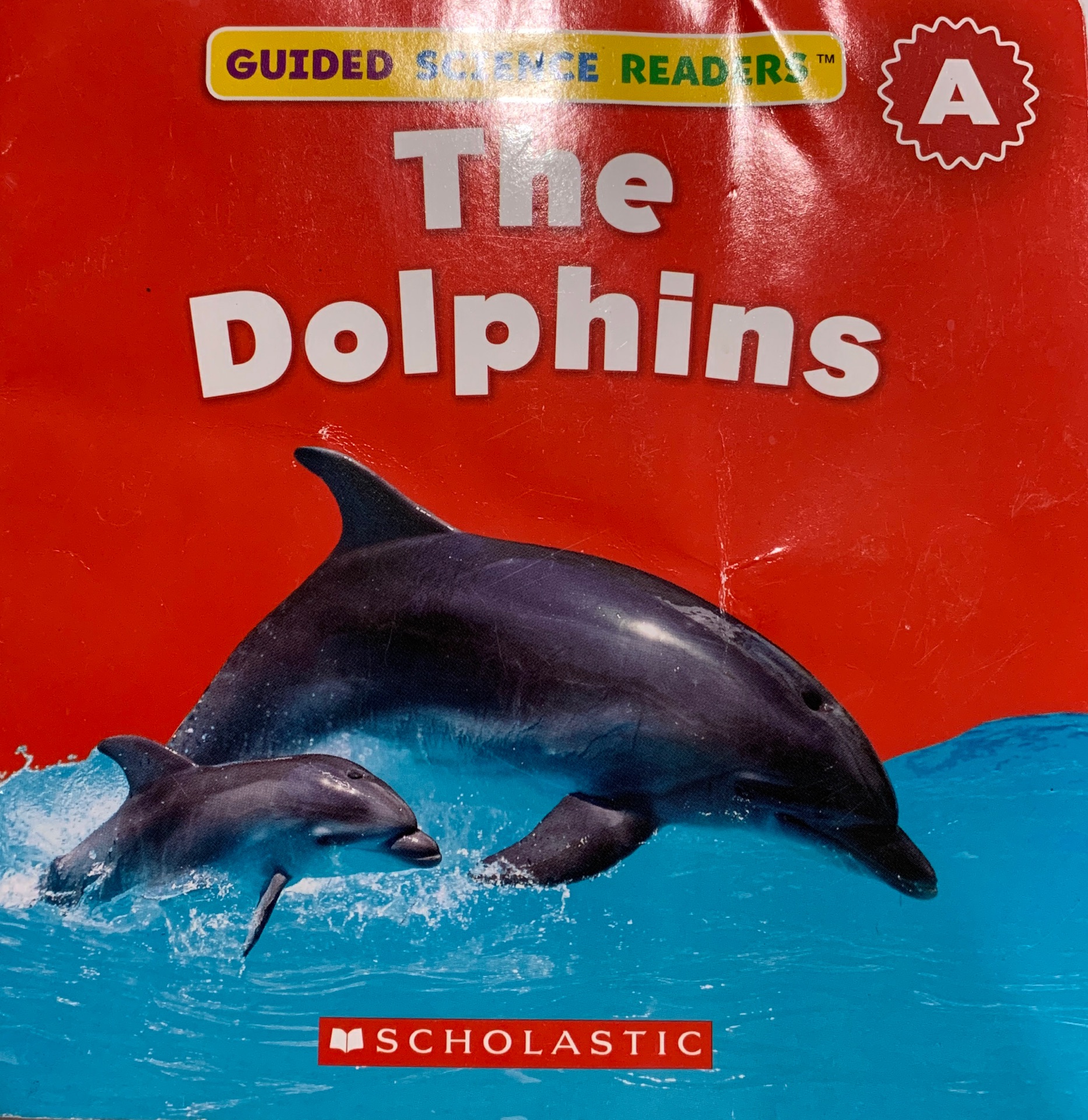 The dolphins