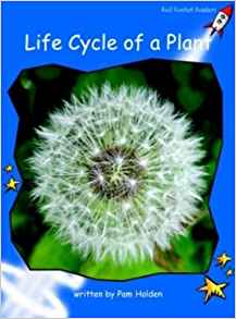 Life Cycle of a Plant (Red Rocket Read