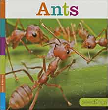 Ants (Seedlings)