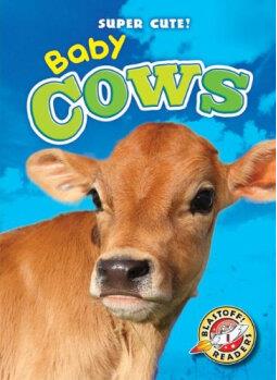 Baby Cows