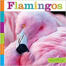 Flamingos (Seedlings)