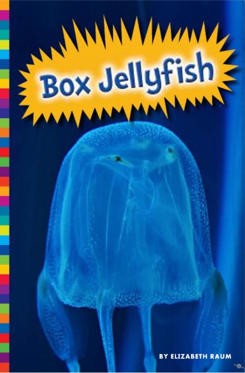 Box Jellyfish