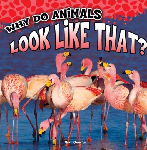Why Do Animals Look Like That