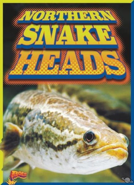 Northern Snakeheads