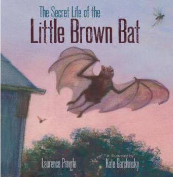 The Secret Life of the Little Brown Ba