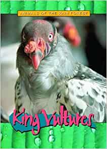 King Vultures (Animals of the Rain For