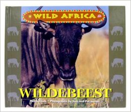 Wild Africa - Wildebeest