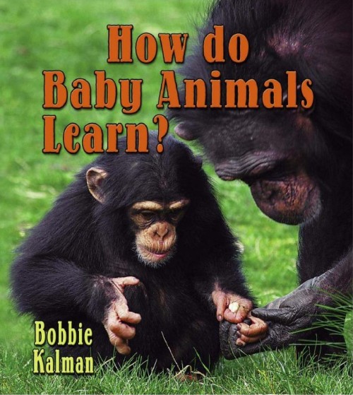 How do baby animals learn