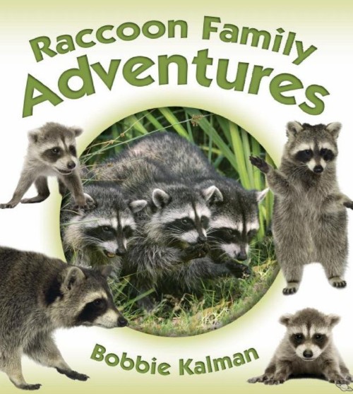 Raccoon Family Adventures