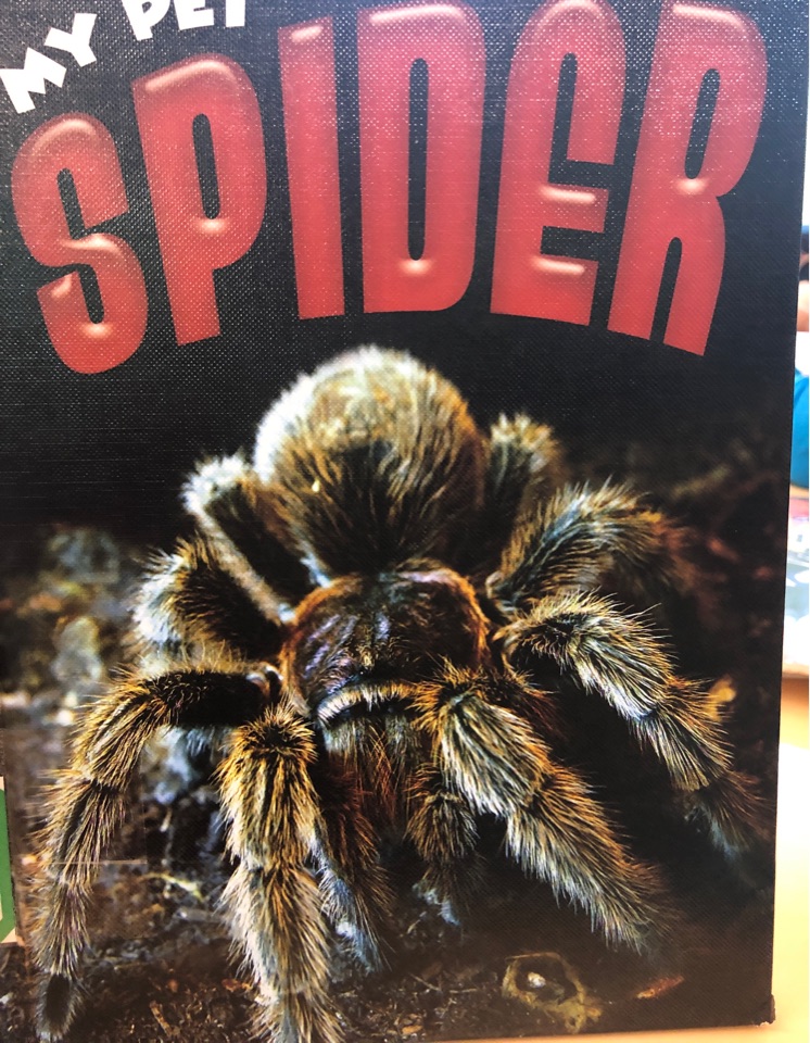 my pet spider