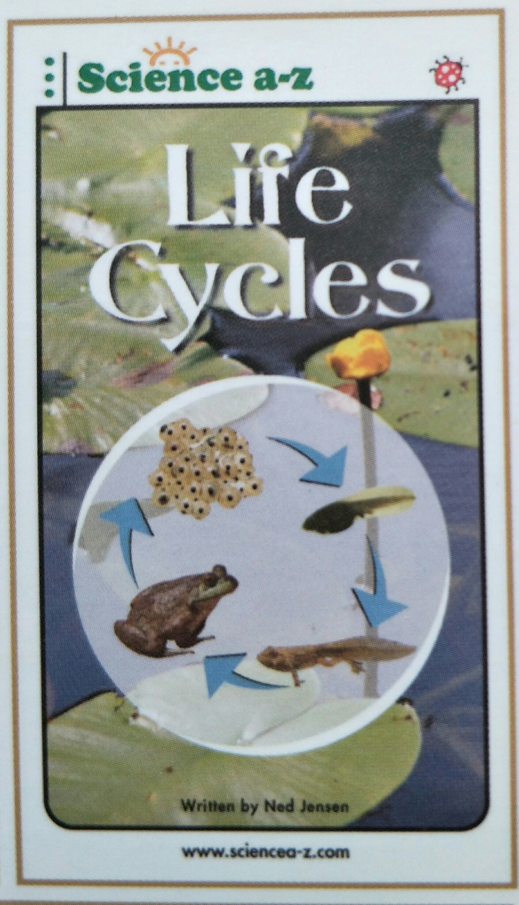Life Cycles-Low