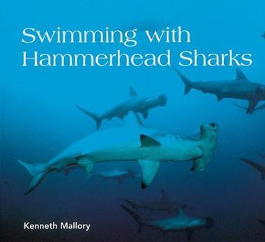 swimming with hammerhead sharks