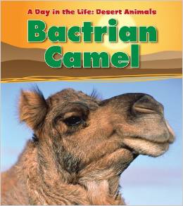 Bactrian Camel (A Day in the Life: Des